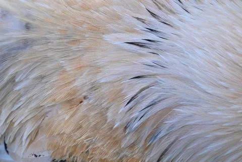Bird feather texture pattern close-up photo stock Stock Photos
