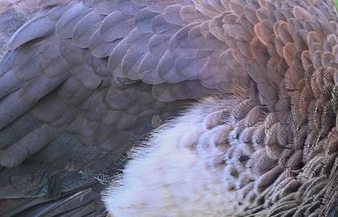 Bird feather texture pattern close-up photo stock Stock Photos