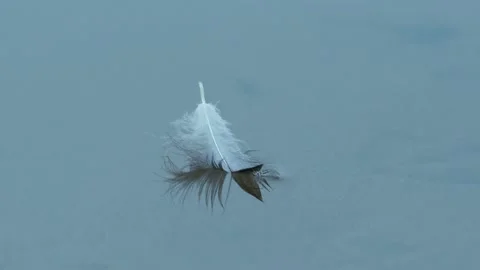 Bird feather on the water surface Stock Footage