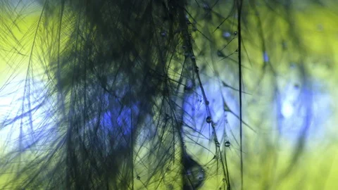 Bird Feather in  wind - Macro video Stock Footage 125544214