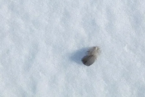 Bird feather in winter. Stock Photos
