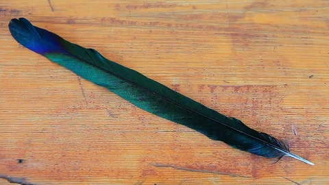 Bird feather wooden sharp background Stock Footage 116176268