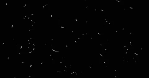 Bird feathers 3D render, abstracted feathers on a black background, blend mode Stock Footage 164648046