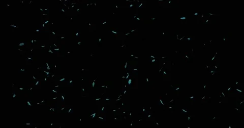 Bird feathers 3D render, abstracted feathers on a black background, blend mode Stock Footage 165076944