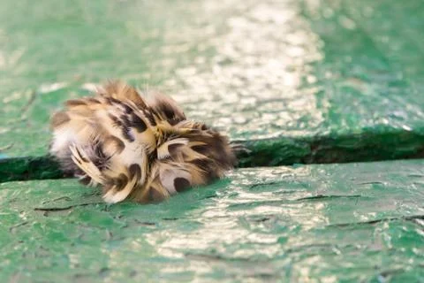 Bird feathers and down on aged green painted wood background Stock Photos