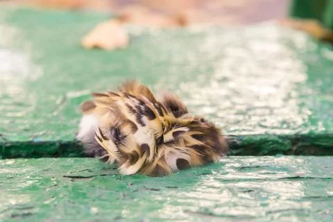 Bird feathers and down on aged green painted wood background Stock Photos