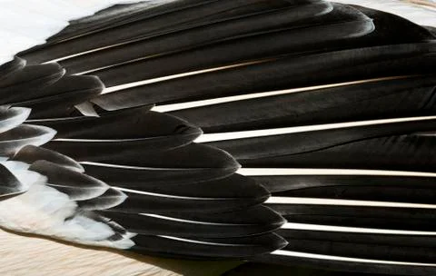 Bird feathers, background Stock Photos