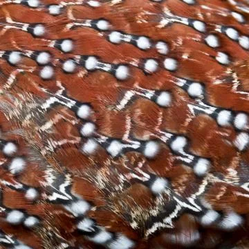 Bird feathers. Background Stock Photos