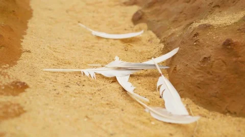 Bird Feathers on the Beach Stock Footage 321092507