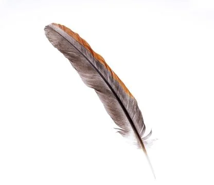 Bird feathers, beautiful eagle feathers isolated on a white background Stock Photos