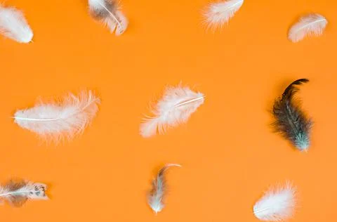 Bird feathers on a brown background top view Stock Photos