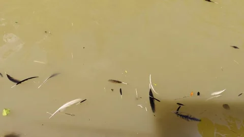Bird feathers drifting in the river Stock Footage 284646273