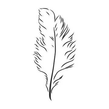 Bird feathers. Hand drawn illustration converted to vector. Outline with tran Stock Illustration
