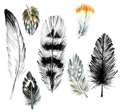 Bird feathers Stock Illustration