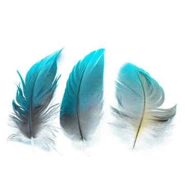Bird feathers ioslated Stock Photos