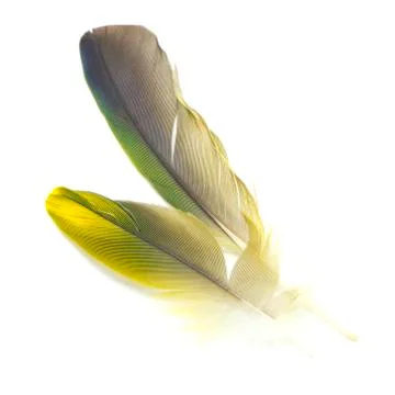 Bird feathers isolated Stock Photos