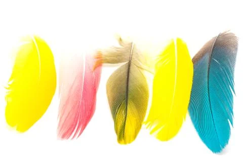 Bird feathers isolated Stock Photos