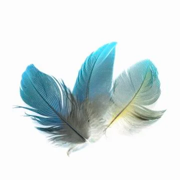 Bird feathers isolated Stock Photos