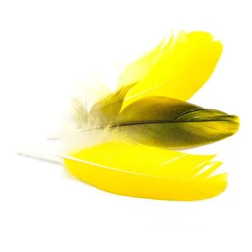 Bird feathers isolated Stock Photos