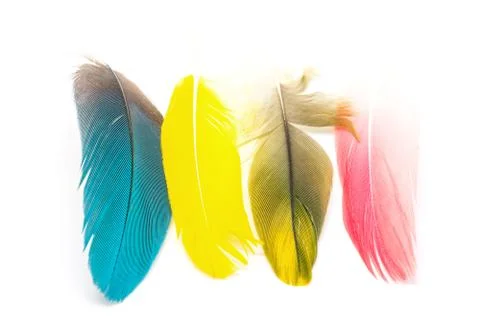 Bird feathers isolated Stock Photos