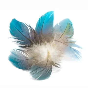 Bird feathers isolated Stock Photos