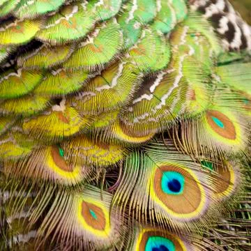 Bird feathers. peacock Stock Photos