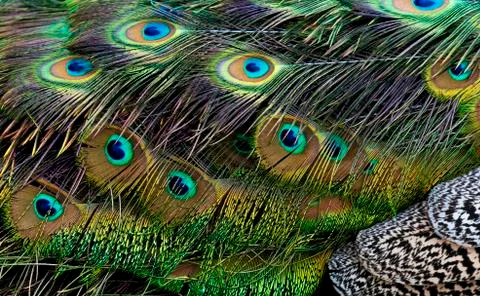 Bird feathers. Peacock Foto stock