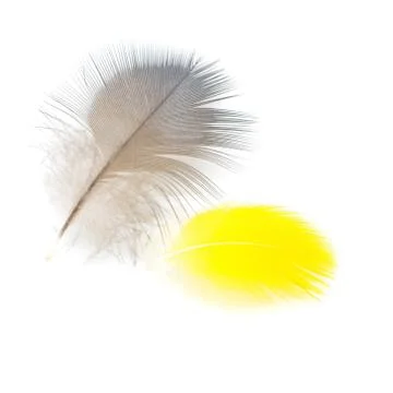 Bird feathers Stock Photos