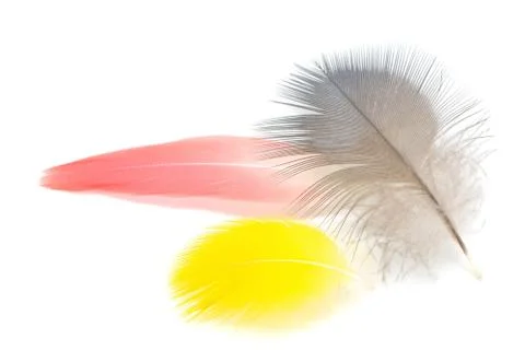 Bird feathers Stock Photos