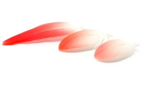 Bird feathers Stock Photos