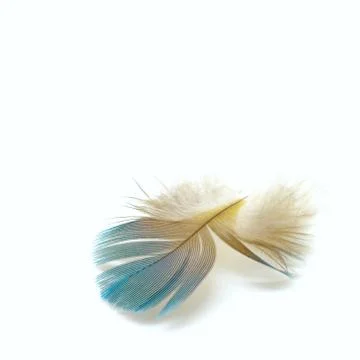 Bird feathers Stock Photos