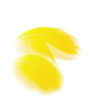 Bird feathers Stock Photos