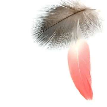 Bird feathers Stock Photos
