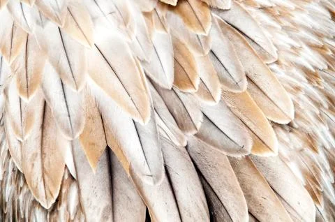 Bird feathers Stock Photos