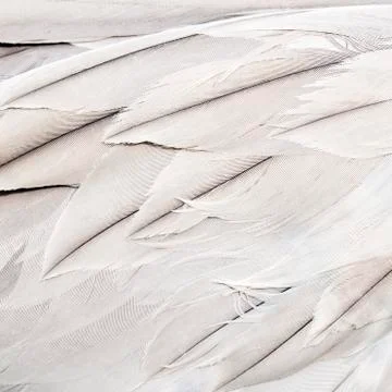 Bird feathers Foto stock