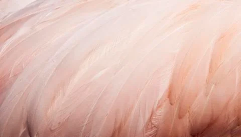 Bird feathers Stock Photos