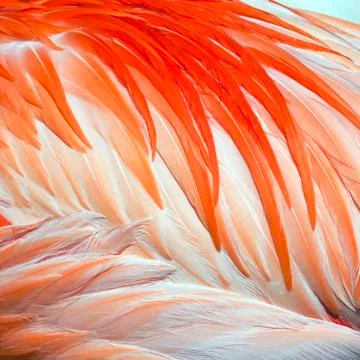 Bird feathers Foto stock