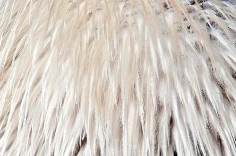 Bird feathers Stock Photos