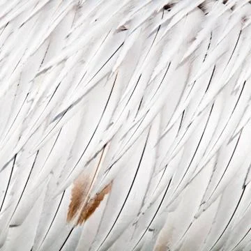Bird feathers Stock Photos