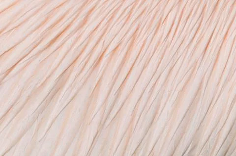 Bird feathers Stock Photos