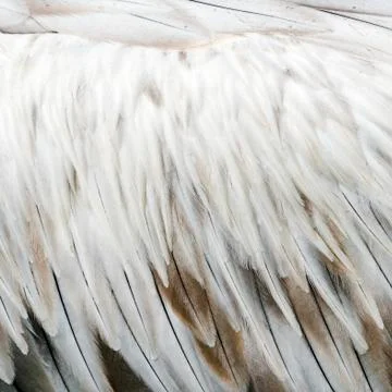 Bird feathers Stock Photos