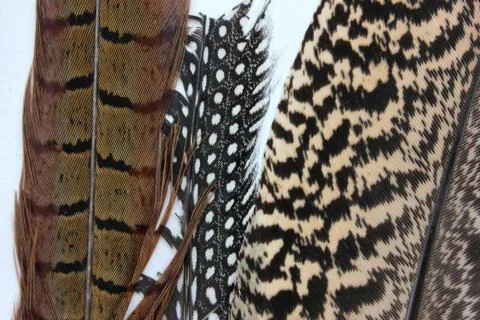 Bird feathers Stock Photos