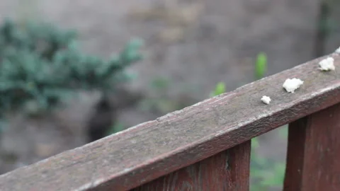 The Bird Is Fed Bread Video stock 91212641