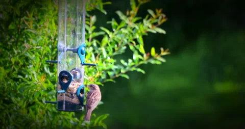 Bird Feed Feeder Vídeos de archivo 131172077
