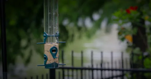 Bird Feed Feeder Vídeos de archivo 131184197