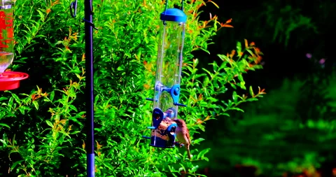 Bird Feed Vídeos de archivo 131173440