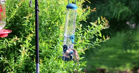 Bird Feed Vídeos de archivo 131184150