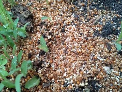 Bird feed Stock Photos