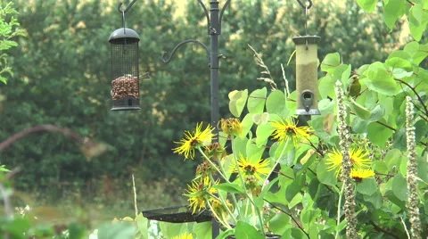 Bird feeder 07 Video stock 40687552