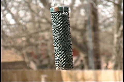 Bird Feeder 1 Video stock 65048